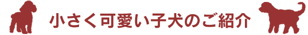 小さく可愛い子犬のご紹介 / トイプードル販売のポッシュ横浜
